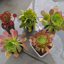 Aeonium succulents