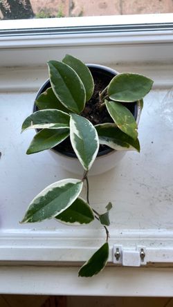 Variegated Hoya