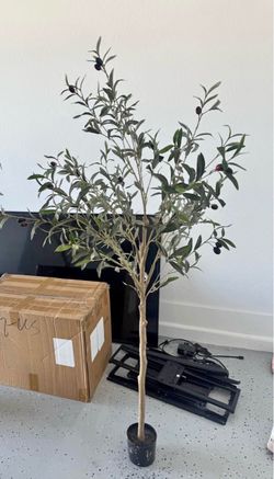 Olive tree