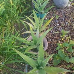 Aloe Vera Plants From $2-$5
