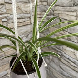 Spider House Plant In Cute Pale Lilac Ceramic Pot 5" With Macrame. Pets Friendly Air Purifier Plant.