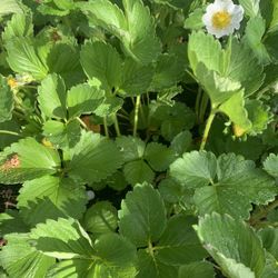 Strawberry 🍓 Plants 