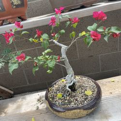 Bonsai Bougainvillea Flowers 