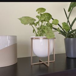 buy fiddle leaf fig plant Ficus lyrata (Fiddle Leaf Fig) – The Victorian Atlanta