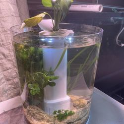 3 Gallon Aquarium With Aquatic Plants And Terrestrial Plants