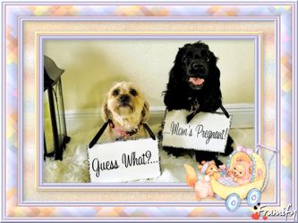 Pregnancy Announcement Signs