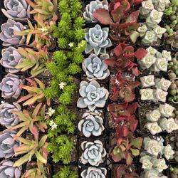 2” Mini Succulents 