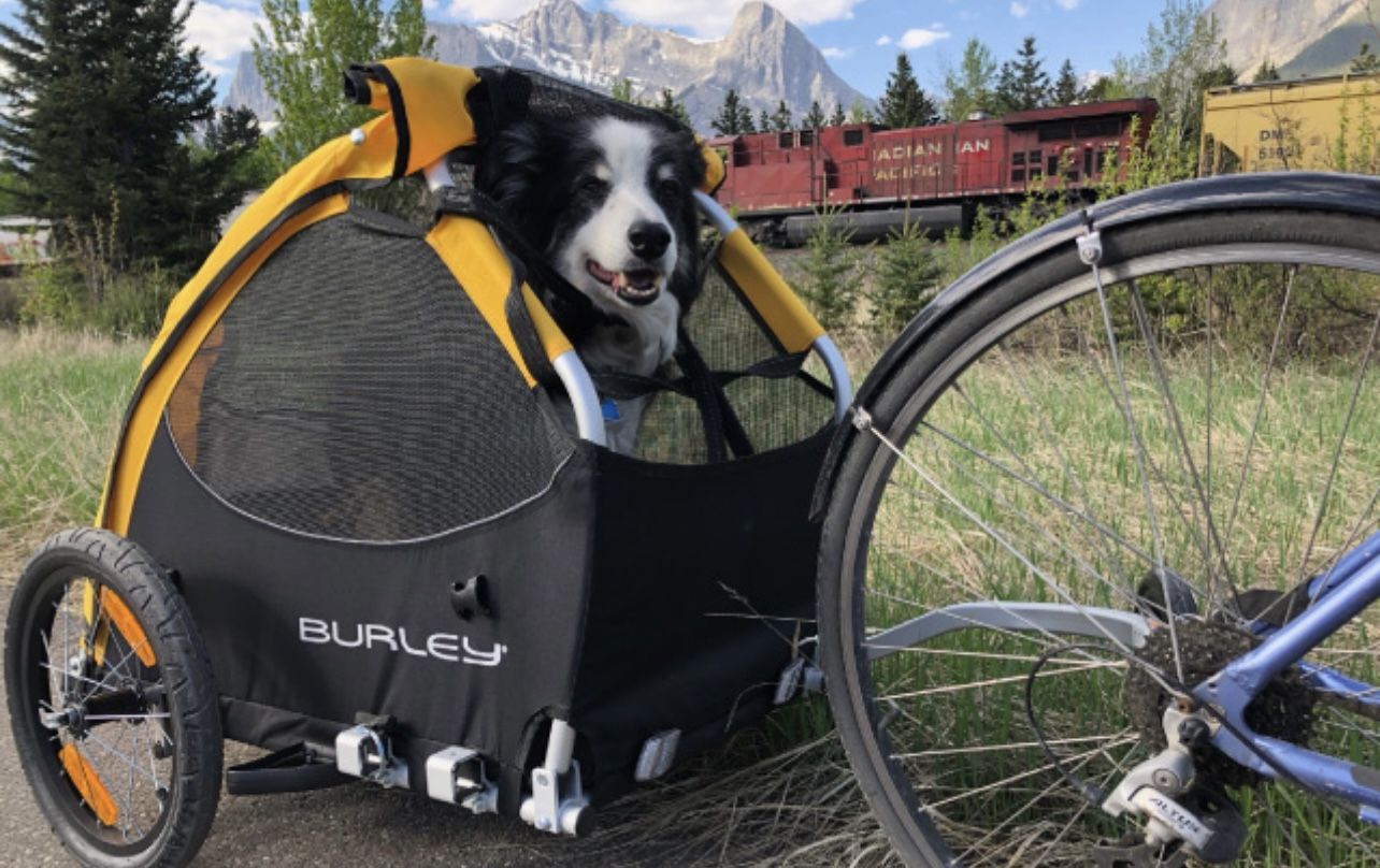 Burley Tail Wagon Pet / Cargo Bike Trailer