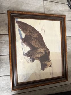Framed Bear Photo Print