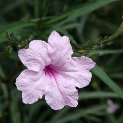 Pink ruellia flower / 
Petunia Rosada flor 