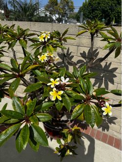 Large Mature Flowering Plumeria Tree