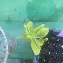 Banana mint plant - menta plátano - yerba hierba buena sabor platano planta