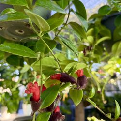 Plants (8”hanging pot🌿Monalisa Lipstick 💄)