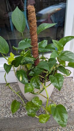 Pothos Planter