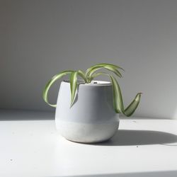 Trendy Curly Variegated Spider plant Bonnie/ Indoor Plant/ House Plant Flower  Patio Garden 