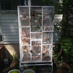 NEW Birdcage 