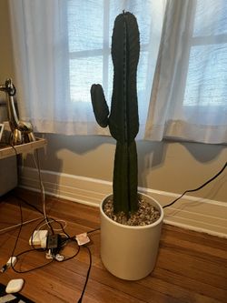 Planted Cactus In Modern White Pot
