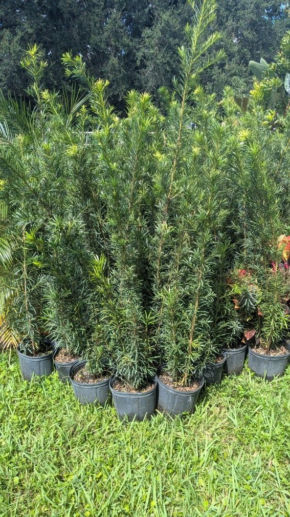 Podocarpus About 7 Feet Tall Privacy Isolate Your Home From Noisy Neighbors $25 Minimum Qty 50 Or More