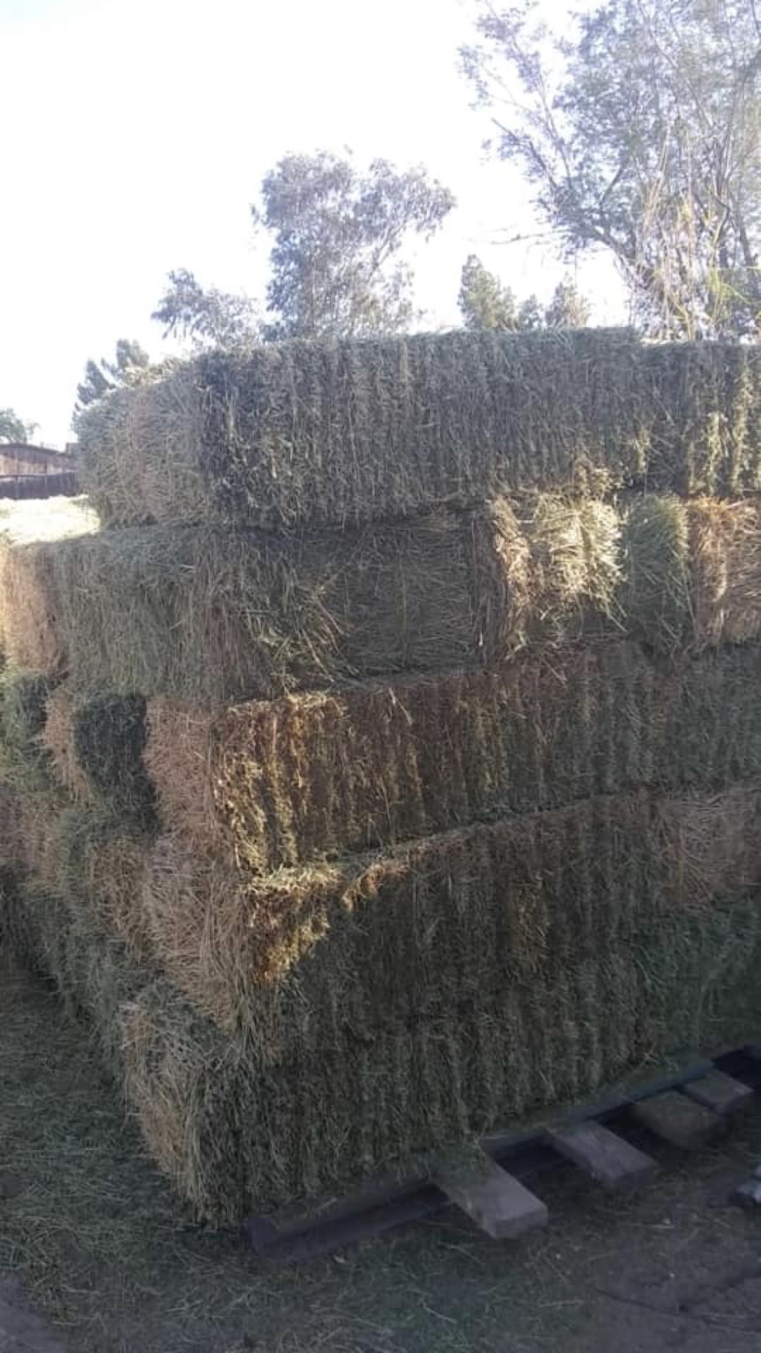 Hay for sale / venta de alfalfa