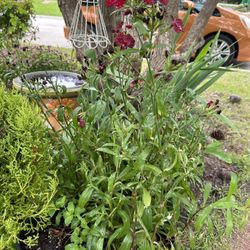 Rockin Red Dianthus Plants / Plantas 