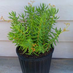 Miniature Pine Succulent Plant 🪴 