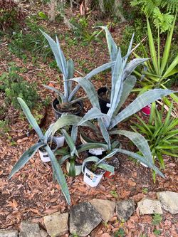 Blue and variegated American agave