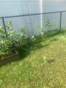 Free common milkweed plants