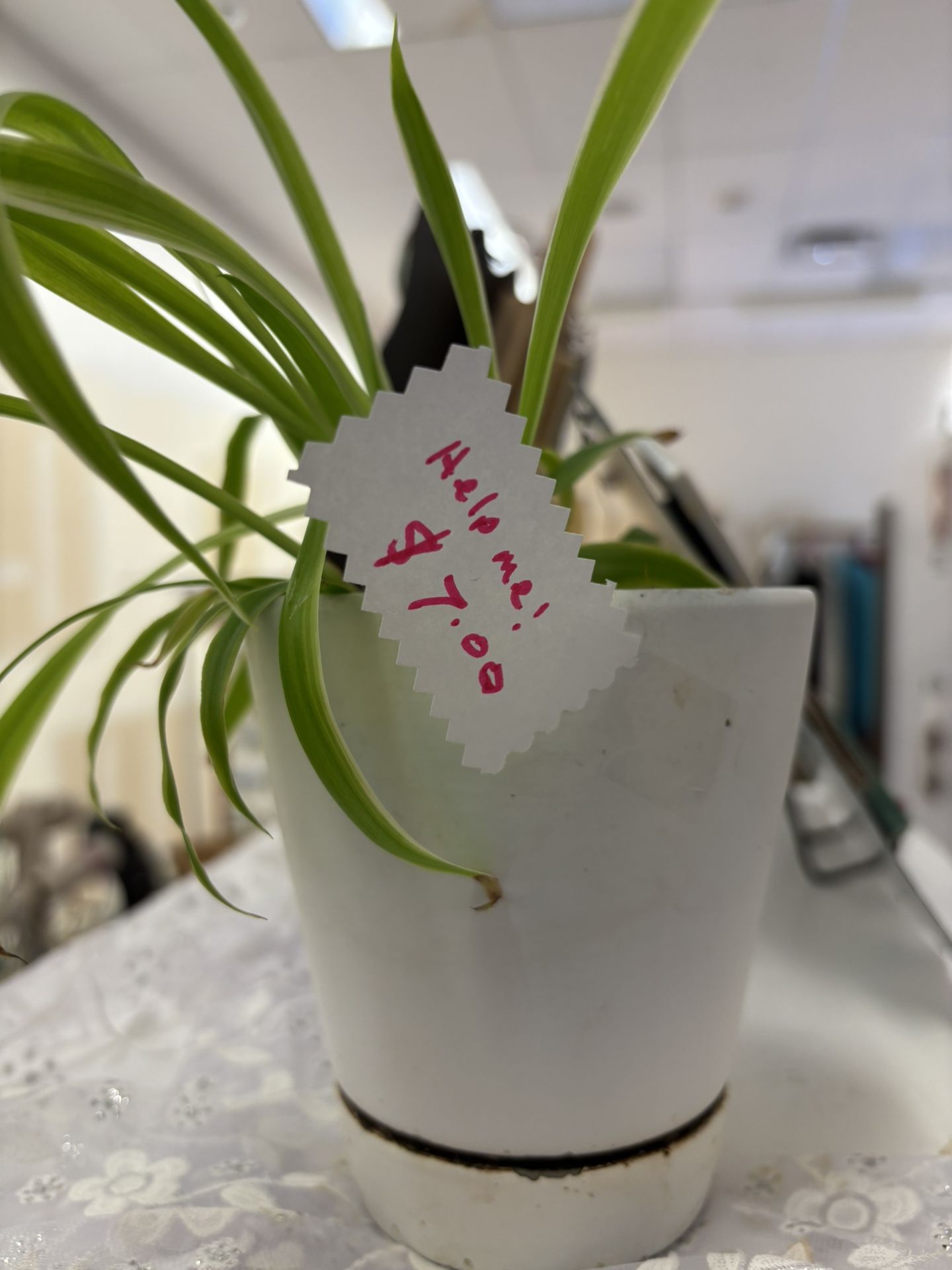 Plants and Plant stands