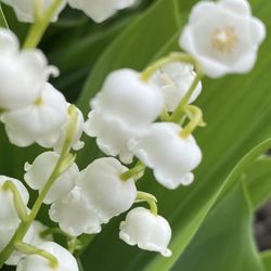 Outdoor Flowers - LILLY OF THE VALLEY