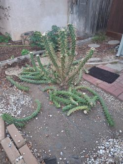 Free Cactus Plants "Must Dig Out Yourself"