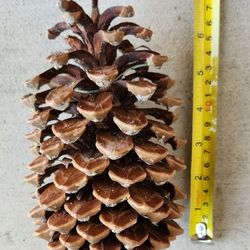 Pinecones