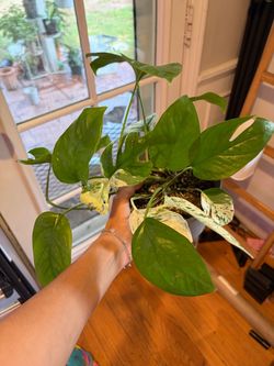 Glacier Pothos 6"