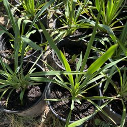 Yucca Plants 