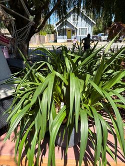 Cymbidium orchid