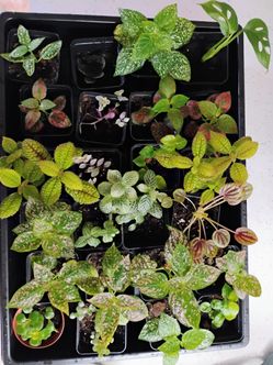 Plants in mini pots