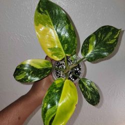 Variegated Congo  Nuclear