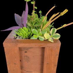 Succulents !*! Custom Built Planters !*! Makes Great Gifts And Decorations 