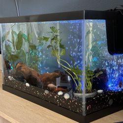 Fish Or Reptile Tank With Lid