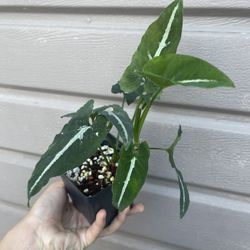 4” Syngonium Wendlandii
