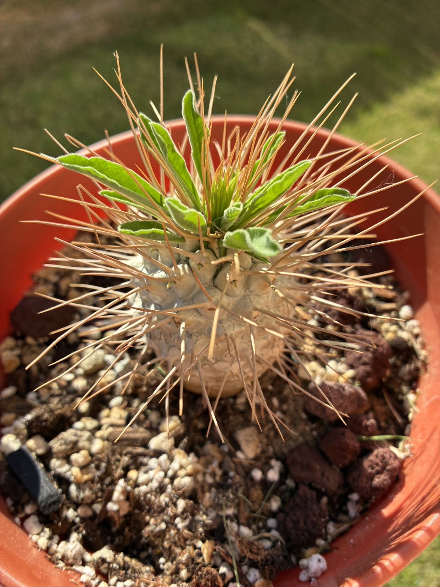 Beautiful In Growth pachypodium Plant Cactus Succulent 