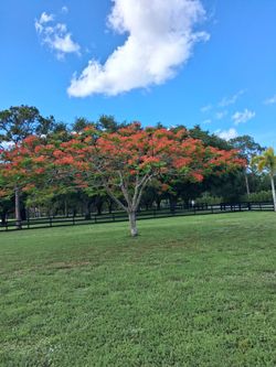 Sale of pitahaya (dragon fruit) plants and poinciana trees.