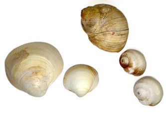 2 Giant Pacific Cockle and 3 Lewis’s Moon Shells Seashells
