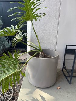 giant fern type plant in xl huge gainey pot vintage planter indoor outdoor