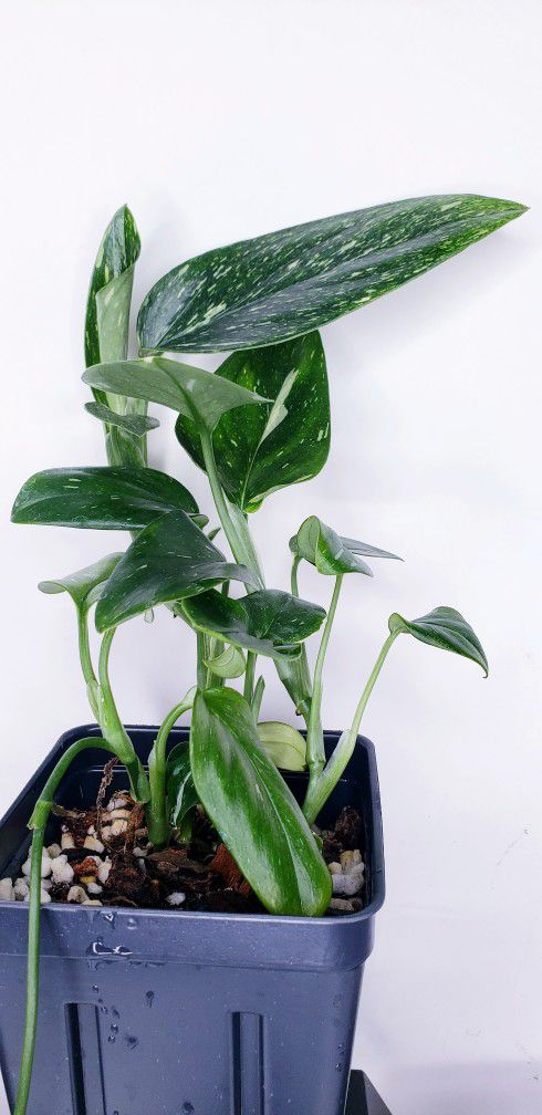 Monstera Standleyana Albo Multiple Plants In Pot