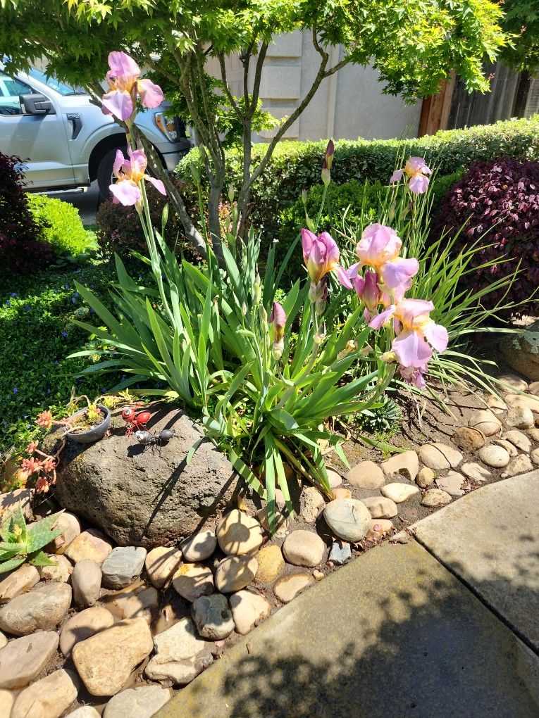 Purple Bearded Iris Plants Fans/bulbs