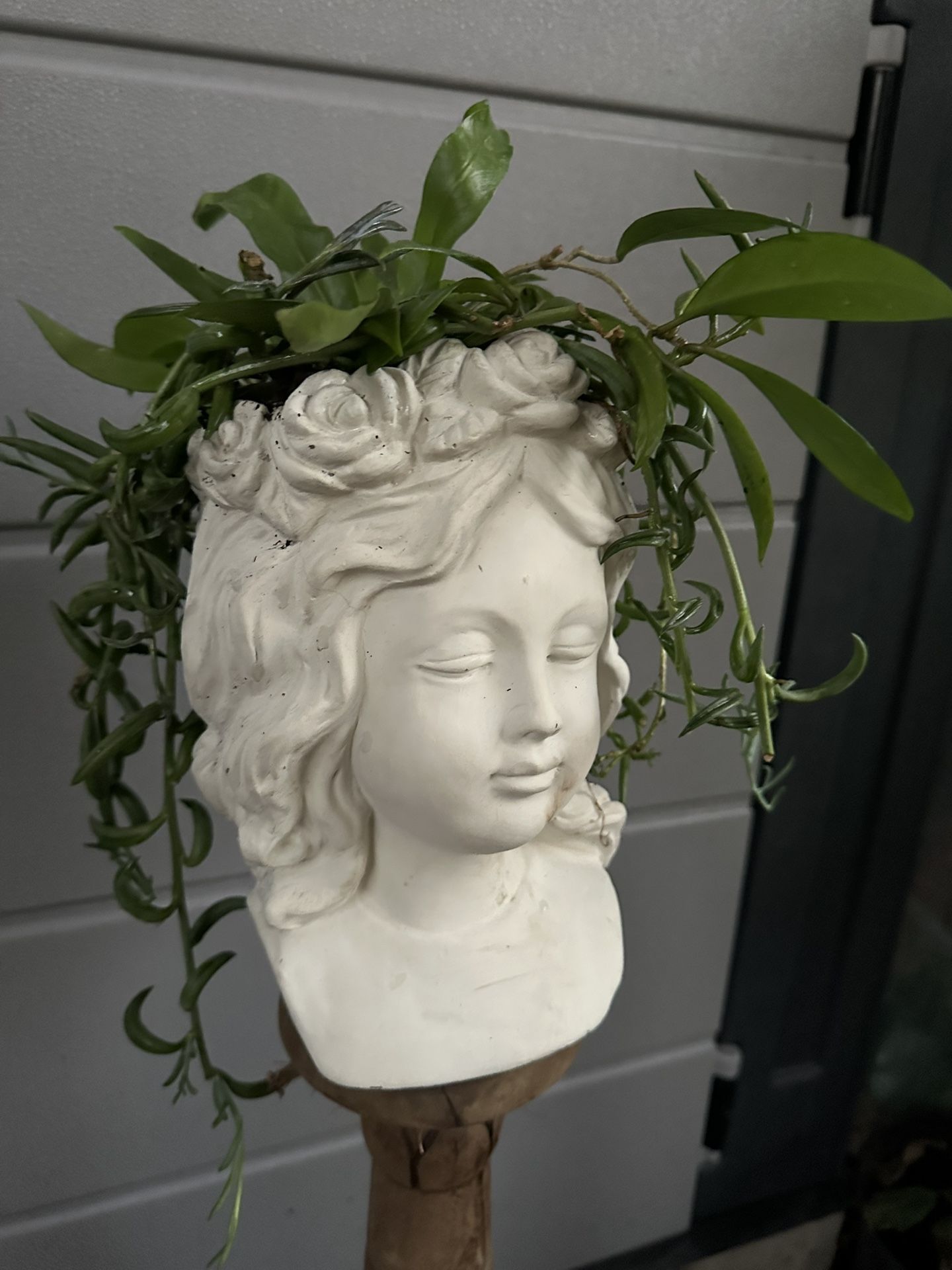 Assortment of plants