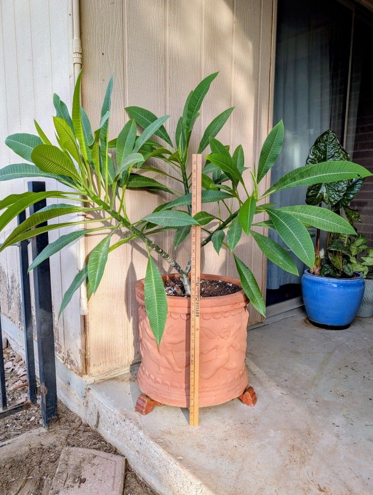 Plumeria Tree