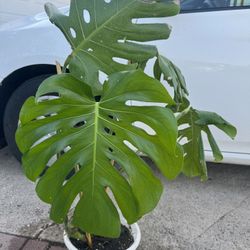 Monstera Big Leaf