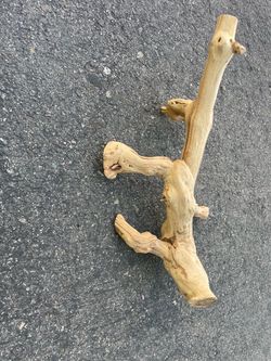 Branch for reptile