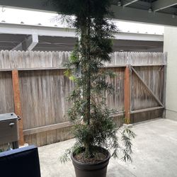 Fern Potted Plant/tree With Decorative Pot And Tray